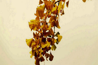 國外學(xué)歷報(bào)考馬來西亞林肯大學(xué)學(xué)院國際碩士容易通過嗎？